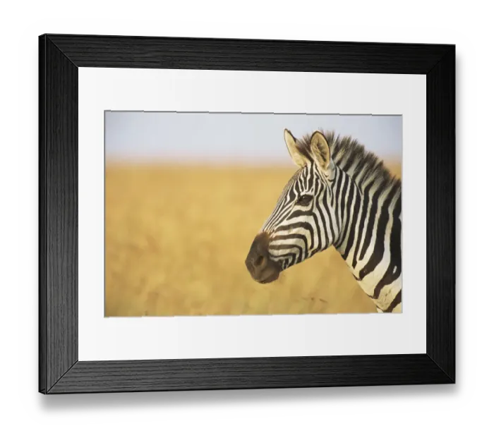 Framed Print : Common zebra (Equus quagga) profile, Kenya, Masai Mara National Reserve Framed Print : Common zebra (Equus quagga) profile, Kenya, Masai Mara National Reserve
