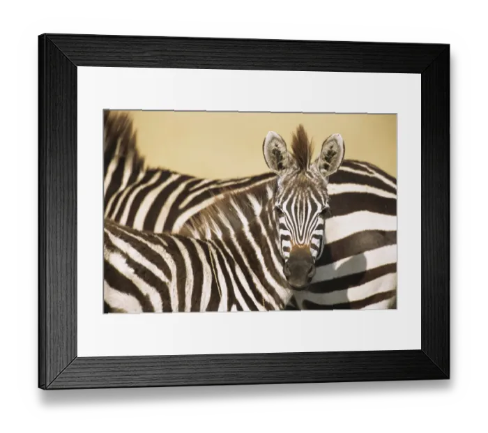 Framed Print : Common zebra (Equus quagga) foal portrait, Kenya, Masai Mara National Reserve Framed Print : Common zebra (Equus quagga) foal portrait, Kenya, Masai Mara National Reserve