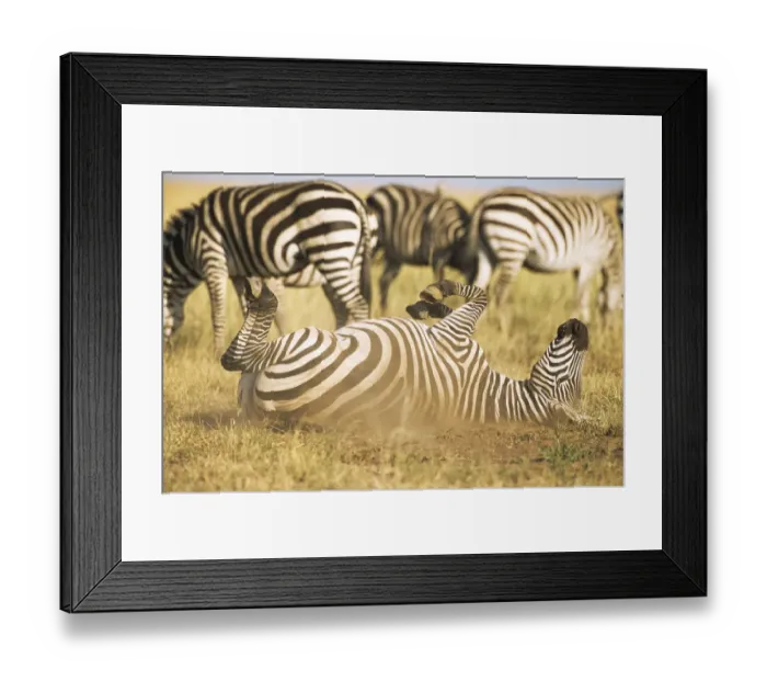 Framed Print : Common zebra (Equus quagga) rolling in dust, Kenya, Masai Mara National Reserve Framed Print : Common zebra (Equus quagga) rolling in dust, Kenya, Masai Mara National Reserve