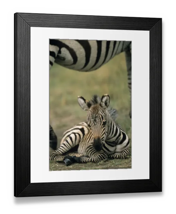 Framed Print : Common zebra (Equus quagga) foal resting under mother, Kenya, Masai Mara National Reserve Framed Print : Common zebra (Equus quagga) foal resting under mother, Kenya, Masai Mara National Reserve