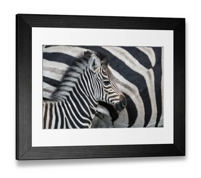 Framed Print : Common Zebra (Equus burchellii) foal standing next to its mother, Sabi Sands Game Reserve Framed Print : Common Zebra (Equus burchellii) foal standing next to its mother, Sabi Sands Game Reserve