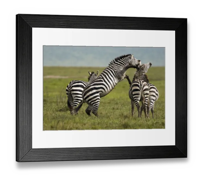 Framed Print : Zebra (Equus quagga) fighting, Ngorongoro Conservation Area, Tanzania Framed Print : Zebra (Equus quagga) fighting, Ngorongoro Conservation Area, Tanzania