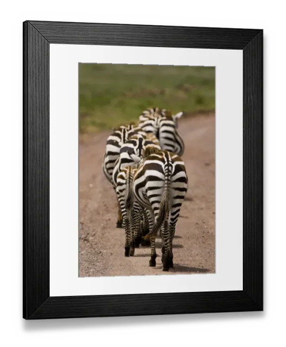 Framed Print : Zebra (Equus quagga) group of walking zebras, Ngorongoro Conservation Area, Tanzania Framed Print : Zebra (Equus quagga) group of walking zebras, Ngorongoro Conservation Area, Tanzania