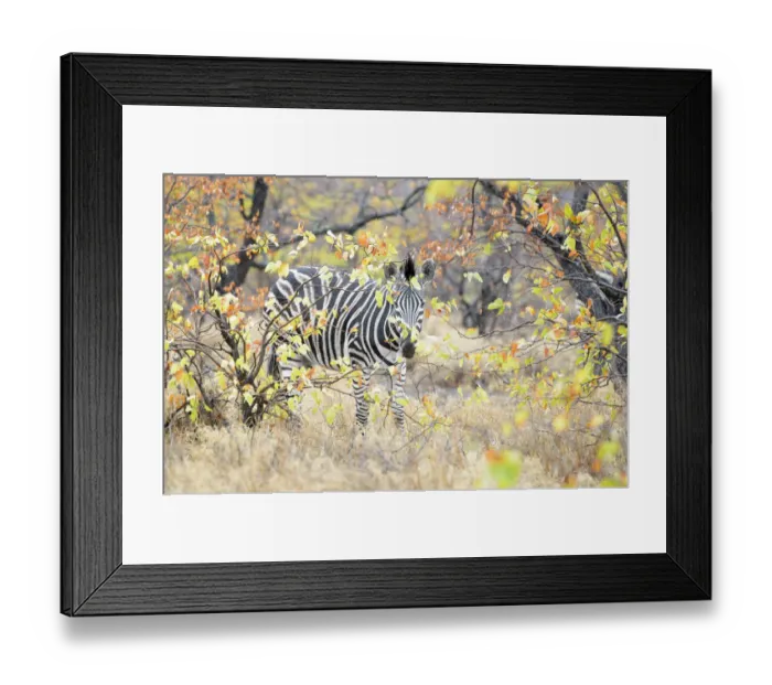 Framed Print : Plains Zebra (Equus quagga) walking trough foliage, Kruger National Park, South Africa Framed Print : Plains Zebra (Equus quagga) walking trough foliage, Kruger National Park, South Africa