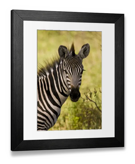 Framed Print : Zebra (Equus quagga), Lake Manyare, Tanzania Framed Print : Zebra (Equus quagga), Lake Manyare, Tanzania