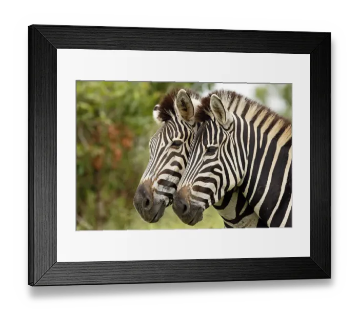 Framed Print : Two PlainsZebras (Equus quagga), Kruger National Park, Mpumalanga, South Africa Framed Print : Two PlainsZebras (Equus quagga), Kruger National Park, Mpumalanga, South Africa