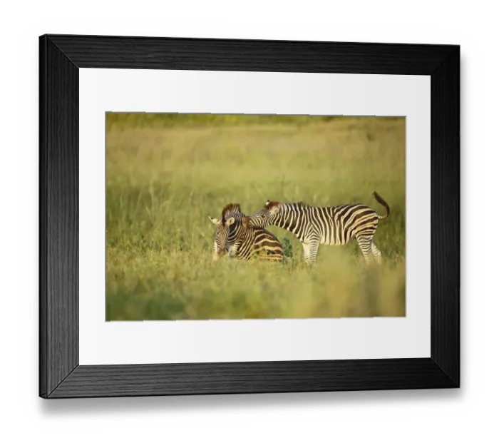 Framed Print : Common Zebra (Equus quagga) adults playing, Kruger National Park, Limpopo, South Africa