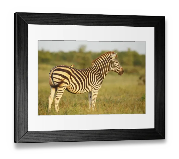 Framed Print : Common Zebra (Equus quagga) with Red-billed Oxpecker (Buphagus erythrorhyncus) Framed Print : Common Zebra (Equus quagga) with Red-billed Oxpecker (Buphagus erythrorhyncus)