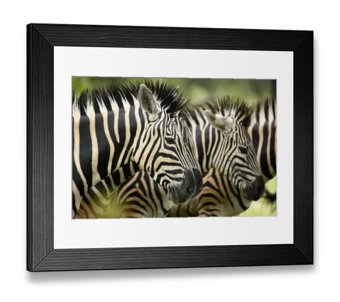 Framed Print : Common Zebra (Equus quagga) portrait in profile, wet from rain, Kruger National Park