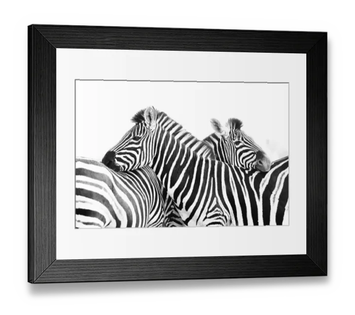 Framed Print : Two Plains Zebraaes (Equus quagga) are using each others backs to rest their heads Framed Print : Two Plains Zebraaes (Equus quagga) are using each others backs to rest their heads