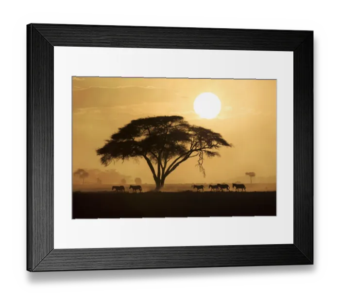 Framed Print : Silhouette of a group of Burchells Zebra (Equus quagga burchellii Framed Print : Silhouette of a group of Burchells Zebra (Equus quagga burchellii