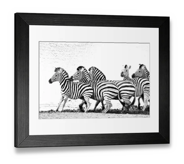 Framed Print : Group of frightened Burchellaes Zebras (Equus quagga burchellii Framed Print : Group of frightened Burchellaes Zebras (Equus quagga burchellii