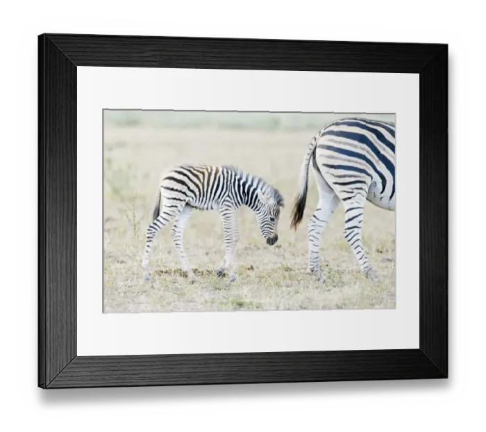 Framed Print : Plains zebra (Equus quagga) mother and child on savanna, Kruger National Park