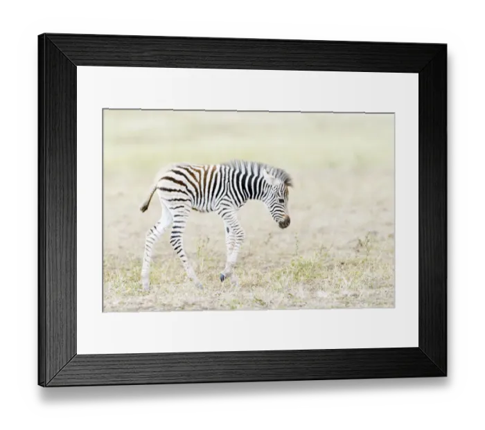 Framed Print : Plains zebra (Equus quagga) foal walking on savanna, Kruger National Park, South Africa Framed Print : Plains zebra (Equus quagga) foal walking on savanna, Kruger National Park, South Africa