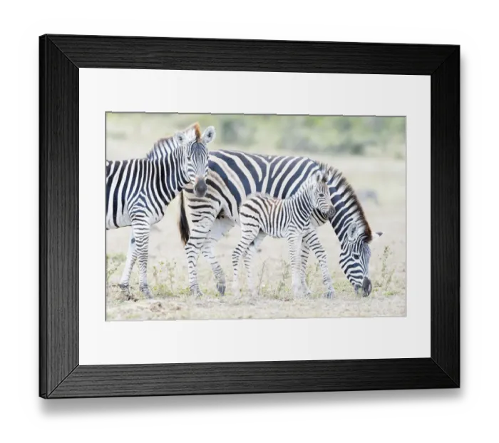 Framed Print : Plains Zebra (Equus quagga) mother and foal on savanna, Kruger national park Framed Print : Plains Zebra (Equus quagga) mother and foal on savanna, Kruger national park