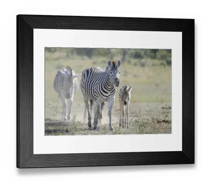 Framed Print : Plains Zebra (Equus quagga) mother and foal walking on savanna, Kruger National Park Framed Print : Plains Zebra (Equus quagga) mother and foal walking on savanna, Kruger National Park