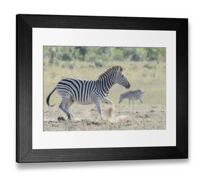 Framed Print : Plains Zebra (Equus quagga) running on savanna, Kruger National Park, South Africa Framed Print : Plains Zebra (Equus quagga) running on savanna, Kruger National Park, South Africa