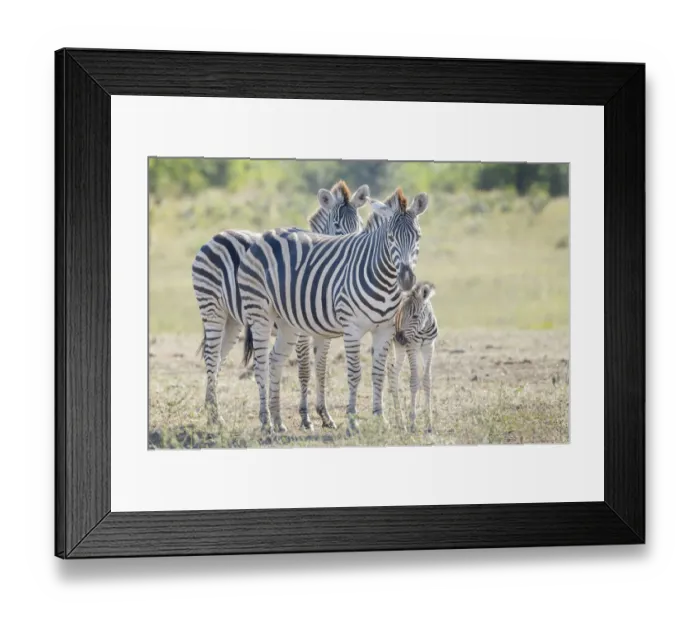 Framed Print : Plains Zebra (Equus quagga) mother and foal on savanna, Kruger National Park Framed Print : Plains Zebra (Equus quagga) mother and foal on savanna, Kruger National Park