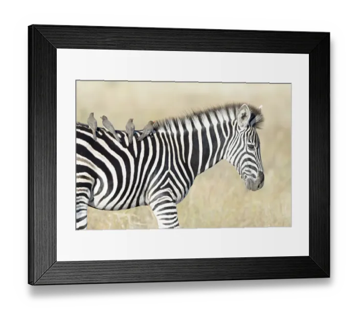 Framed Print : Red-billed Oxpeckers (Buphagus erythrorhyncus) on Plains Zebra (Equus quagga) Framed Print : Red-billed Oxpeckers (Buphagus erythrorhyncus) on Plains Zebra (Equus quagga)