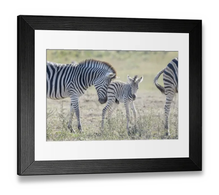 Framed Print : Plains Zebra (Equus quagga) foal being pushed to mother, Kruger National Park Framed Print : Plains Zebra (Equus quagga) foal being pushed to mother, Kruger National Park