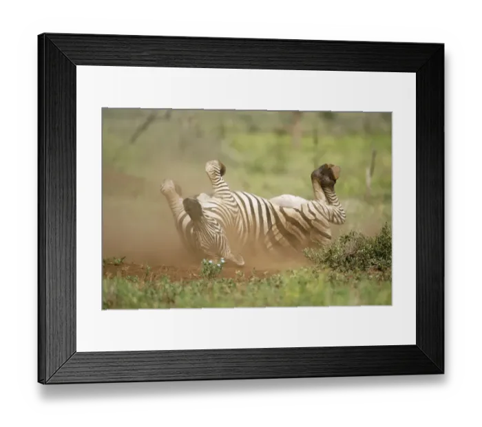 Framed Print : Plains Zebra (Equus quagga) adult rolling on back, taking a dust bath Framed Print : Plains Zebra (Equus quagga) adult rolling on back, taking a dust bath
