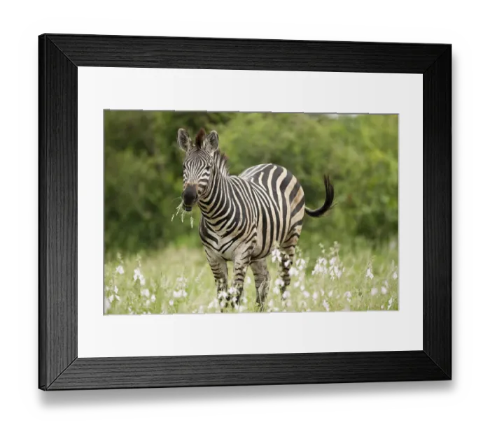 Framed Print : Adult Plains Zebra (Equus quagga) feeding on vegetation, Kruger National Park, Limpopo Framed Print : Adult Plains Zebra (Equus quagga) feeding on vegetation, Kruger National Park, Limpopo