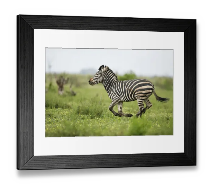Framed Print : Plains Zebra (Equus quagga) adult running, Kruger National Park, Limpopo, South Africa Framed Print : Plains Zebra (Equus quagga) adult running, Kruger National Park, Limpopo, South Africa