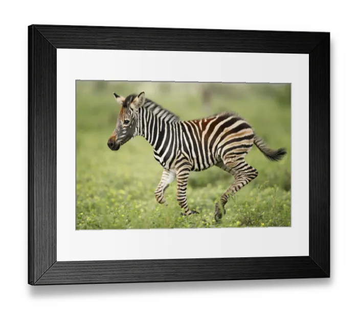 Framed Print : Plains Zebra (Equus quagga) foal running, Kruger National Park, Limpopo, South Africa Framed Print : Plains Zebra (Equus quagga) foal running, Kruger National Park, Limpopo, South Africa
