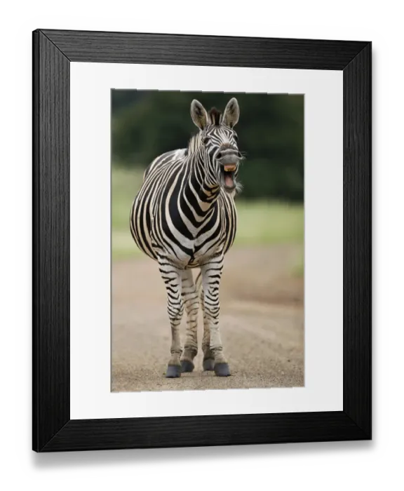 Framed Print : Plains Zebra (Equus quagga) adult yawning, Kruger National Park, Mpumalanga, South Africa Framed Print : Plains Zebra (Equus quagga) adult yawning, Kruger National Park, Mpumalanga, South Africa