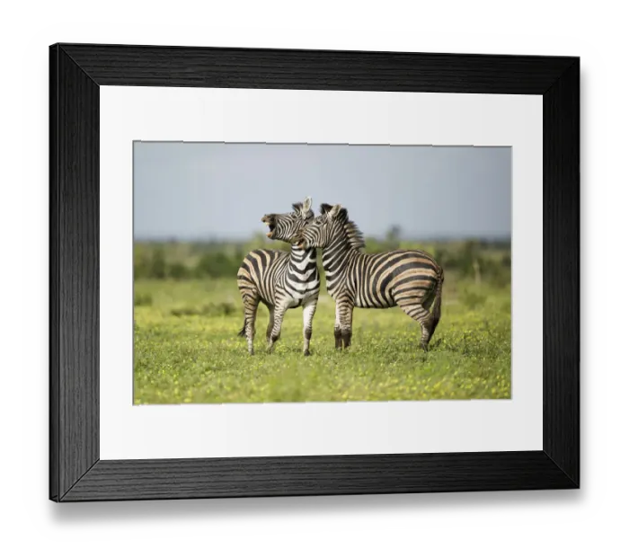 Framed Print : Plains Zebra (Equus quagga) two adults interacting, Kruger National Park, Limpopo Framed Print : Plains Zebra (Equus quagga) two adults interacting, Kruger National Park, Limpopo