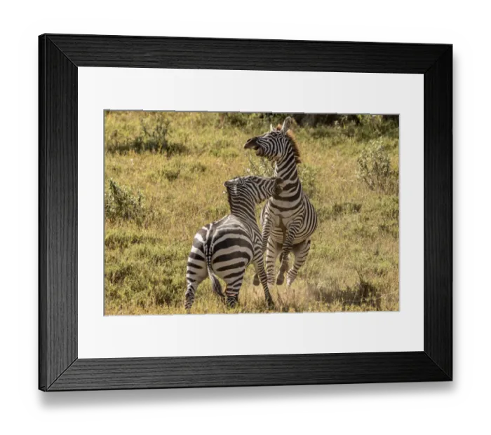 Framed Print : Plains Zebra (Equus quagga) adult males fighting, Rift Valley, Kenya Framed Print : Plains Zebra (Equus quagga) adult males fighting, Rift Valley, Kenya