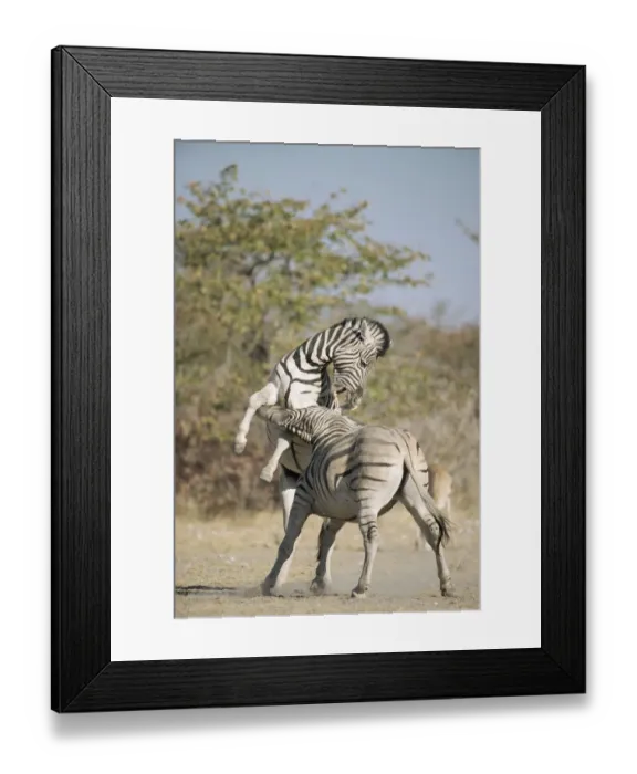 Framed Print : Common zebras (Equus quagga) fighting, Namibia, Etosha National Park Framed Print : Common zebras (Equus quagga) fighting, Namibia, Etosha National Park