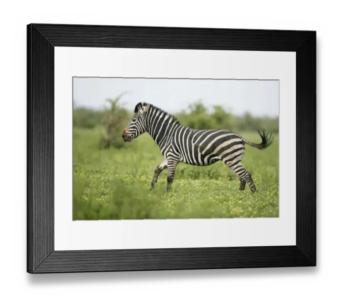 Framed Print : Plains Zebra (Equus quagga) adult running, Kruger National Park, Limpopo, South Africa Framed Print : Plains Zebra (Equus quagga) adult running, Kruger National Park, Limpopo, South Africa