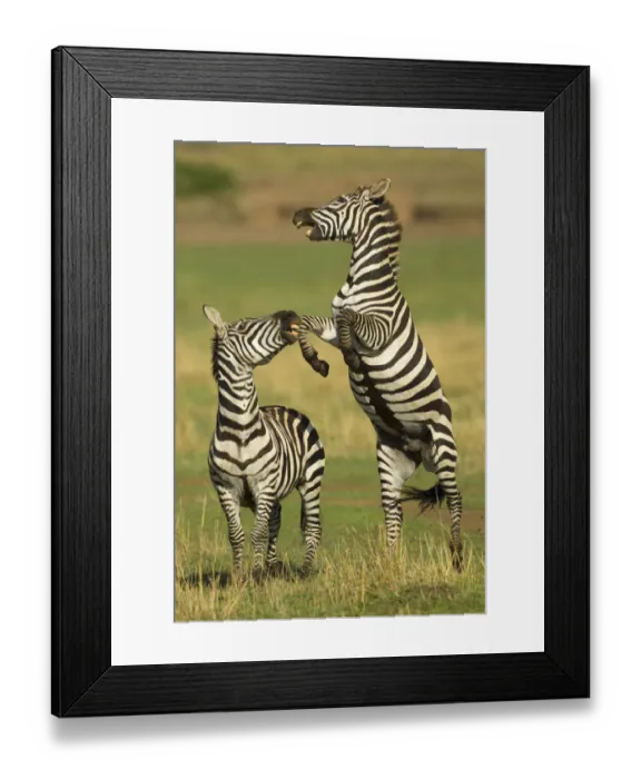 Framed Print : Two Burchellaes zebra (Equus quagga) rearing up on hind legs during fight, Kenya Framed Print : Two Burchellaes zebra (Equus quagga) rearing up on hind legs during fight, Kenya