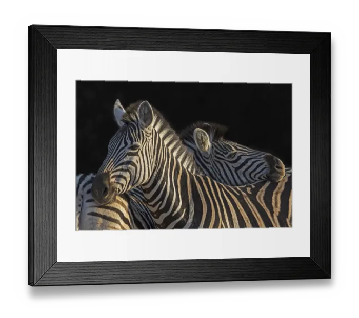 Framed Print : Zebra (Equus quagga) standing side by side, Hoedspruit, South-Africa Framed Print : Zebra (Equus quagga) standing side by side, Hoedspruit, South-Africa