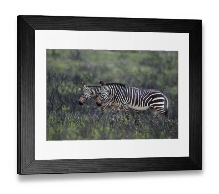 Framed Print : Mountain Zebra (Equus zebra) pair, Bontebok National Park, South Africa, South Africa Framed Print : Mountain Zebra (Equus zebra) pair, Bontebok National Park, South Africa, South Africa