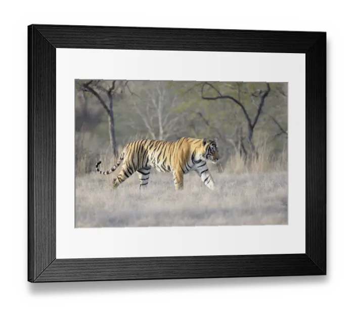 Framed Print : Bengal Tiger (Panthera tigris tigris) walking, sideview, India, Rajasthan, Sawai Madhopur