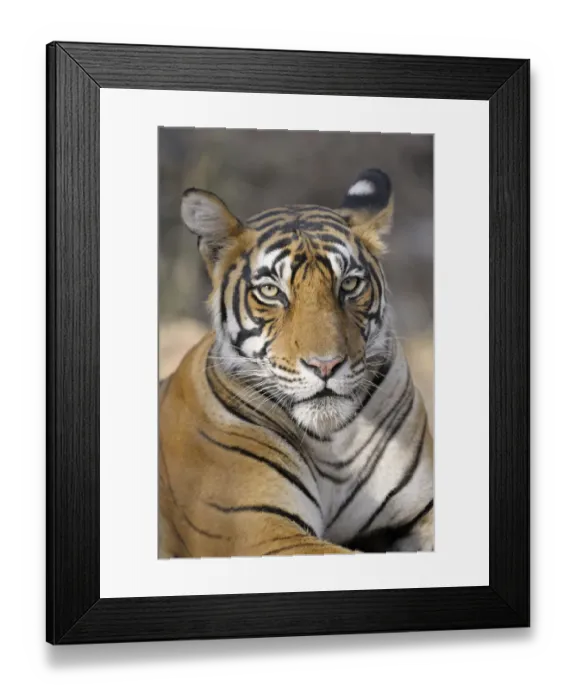 Framed Print : Bengal Tiger (Panthera tigris tigris) portrait, India, Rajasthan, Sawai Madhopur Framed Print : Bengal Tiger (Panthera tigris tigris) portrait, India, Rajasthan, Sawai Madhopur
