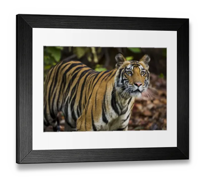 Framed Print : Portrait of a wild Bengal Tiger (Panthera tigris tigris), India, Madhya Pradesh Framed Print : Portrait of a wild Bengal Tiger (Panthera tigris tigris), India, Madhya Pradesh