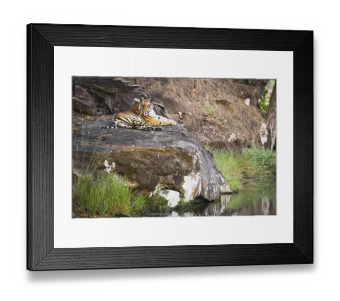 Framed Print : Bengal tiger (Panthera tigris tigris) laying on a rock overlooking water hole, India Framed Print : Bengal tiger (Panthera tigris tigris) laying on a rock overlooking water hole, India
