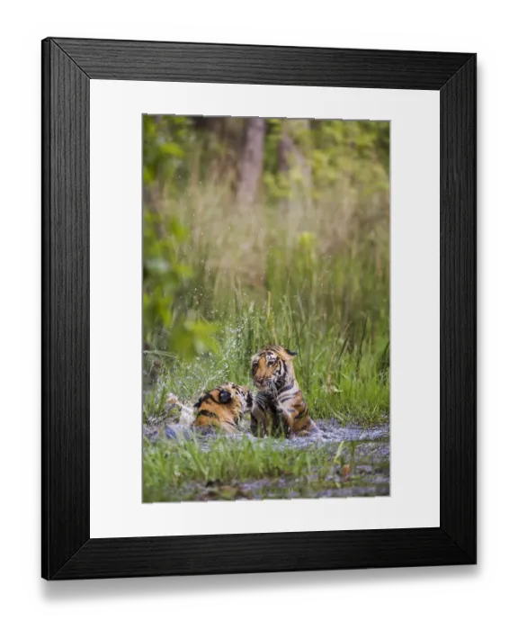 Framed Print : Bengal tigers (Panthera tigris tigris) siblings playing in a water hole Framed Print : Bengal tigers (Panthera tigris tigris) siblings playing in a water hole