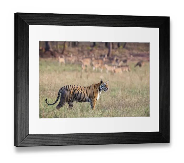 Framed Print : Bengal tigress (Panthera tigris tigris) being watched by chital / spotted deer (Axis axis Framed Print : Bengal tigress (Panthera tigris tigris) being watched by chital / spotted deer (Axis axis