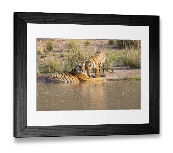 Framed Print : Bengal tiger (Panthera tigris tigris) mother with cub at edge of pool, India Framed Print : Bengal tiger (Panthera tigris tigris) mother with cub at edge of pool, India