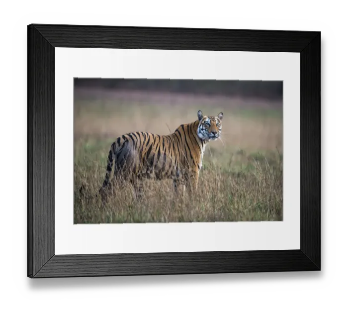 Framed Print : Bengal tigress (Panthera tigris tigris) in meadow, India, Madhya Pradesh Framed Print : Bengal tigress (Panthera tigris tigris) in meadow, India, Madhya Pradesh
