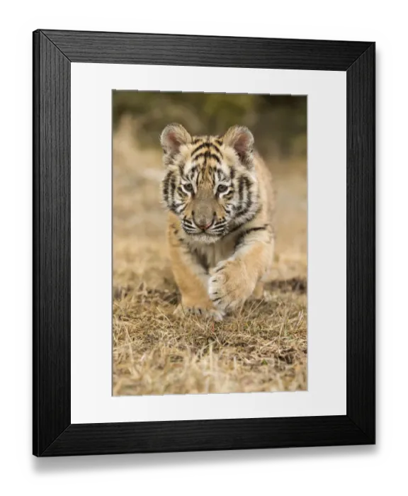 Framed Print : Siberian Tiger (Panthera Tigris Altaica) cub learning to stalk through the grass, USA