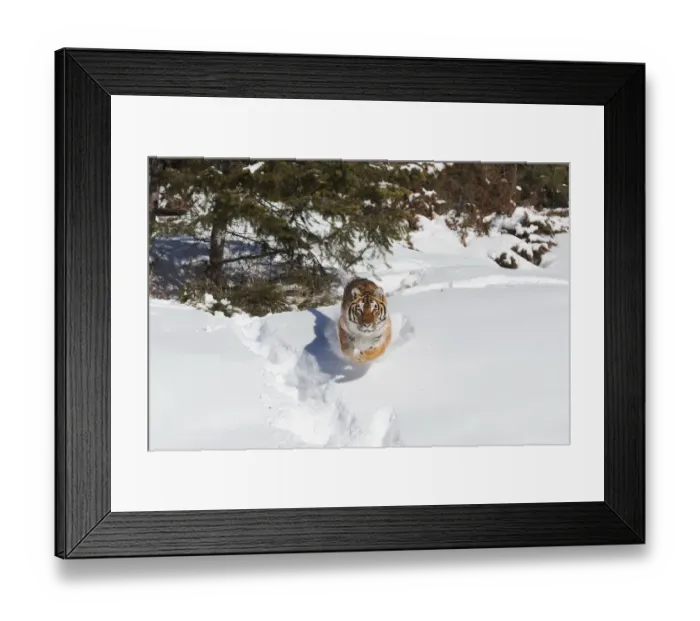 Framed Print : Siberian Tiger (Panthera tigris altaica) adult running in snow, Montana, USA Framed Print : Siberian Tiger (Panthera tigris altaica) adult running in snow, Montana, USA