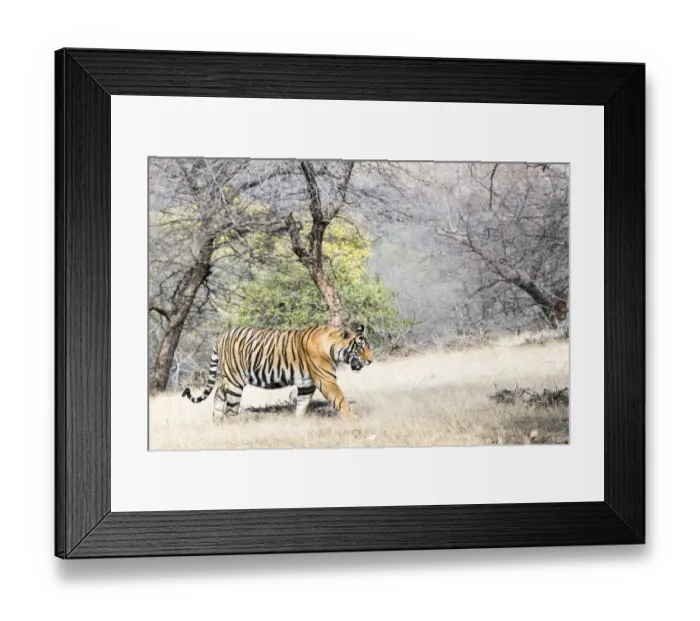 Framed Print : Bengal Tiger (Panthera tigris tigris) walking across grassy plain Framed Print : Bengal Tiger (Panthera tigris tigris) walking across grassy plain