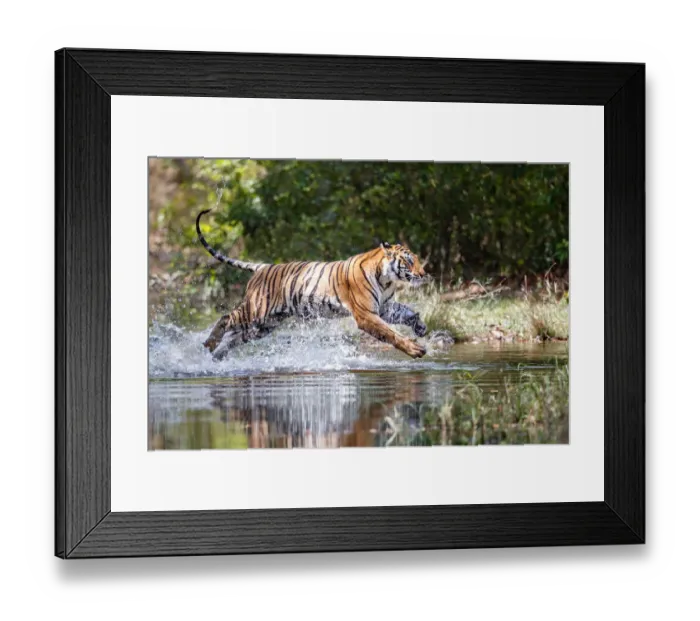 Framed Print : Bengal Tiger (Panthera tigris tigris) running through the water Framed Print : Bengal Tiger (Panthera tigris tigris) running through the water