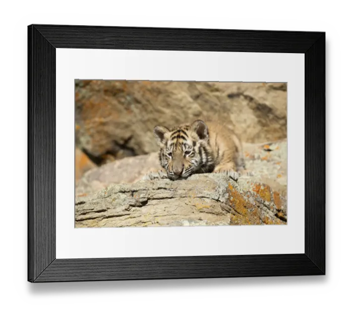Framed Print : Siberian Tiger (Panthera Tigris Altaica) cub resting and sleeping on a rock, USA, Montana Framed Print : Siberian Tiger (Panthera Tigris Altaica) cub resting and sleeping on a rock, USA, Montana