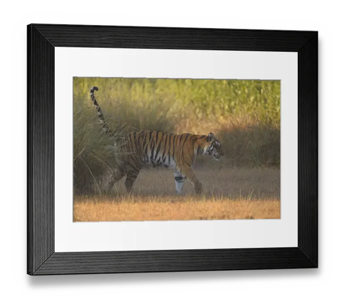 Framed Print : Bengal Tigress (Panthera tigris) is marking her territory while crossing an open field Framed Print : Bengal Tigress (Panthera tigris) is marking her territory while crossing an open field